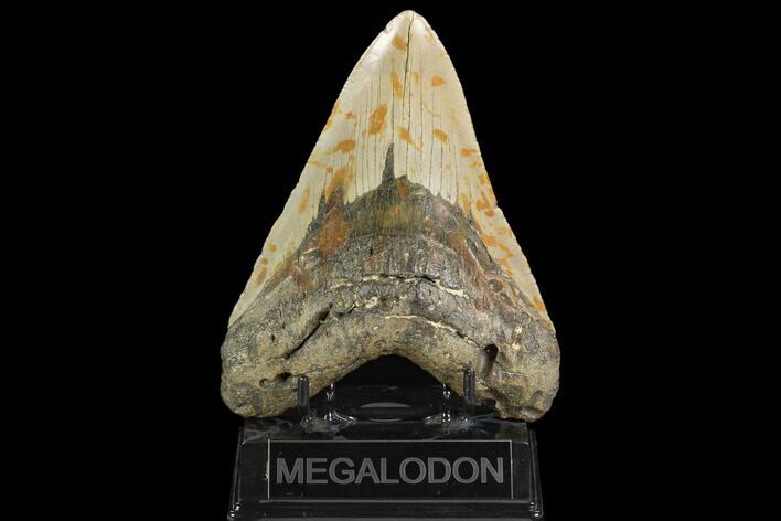 Huge, Fossil Megalodon Tooth - North Carolina #124460